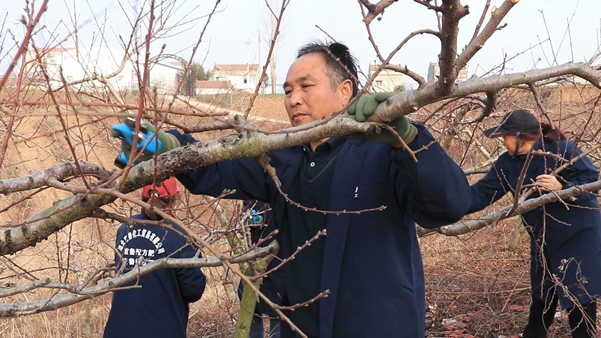 冬季剪枝忙 来年果飘香.jpg
