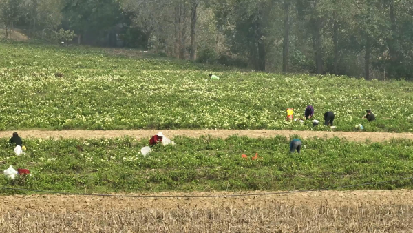 仙人渡镇:菊花采收忙 飘香致富路1.jpg
