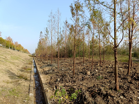 精管细护添绿韵 乡村振兴绘新景 (2).png