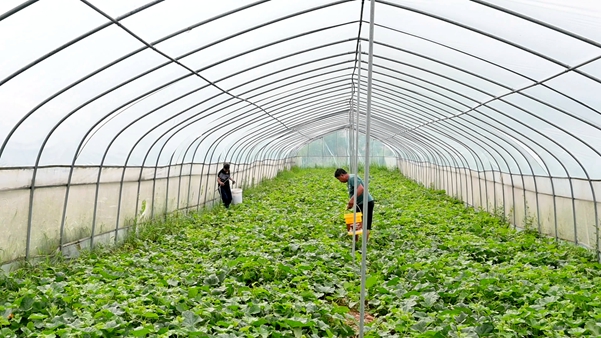 接茬种植不断档 袁冲香瓜俏销全国大市场 (3).jpg