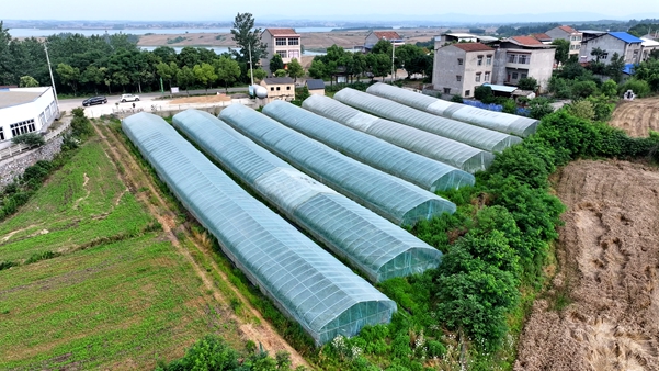 接茬种植不断档 袁冲香瓜俏销全国大市场 (2).jpg